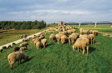 ダムナツの旧エルベ橋近辺の土手で草を食む羊の群